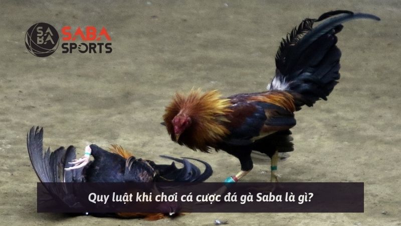 Quy luật khi chơi cá cược đá gà Saba là gì?