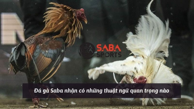 Đá gà Saba nhận có những thuật ngữ quan trọng nào