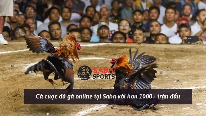 Cá cược đá gà online tại Saba với hơn 1000+ trận đấu