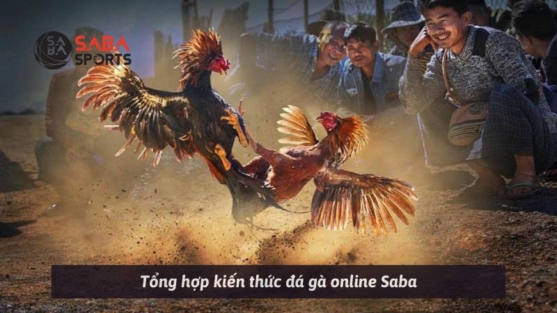 Tổng hợp kiến thức đá gà online Saba
