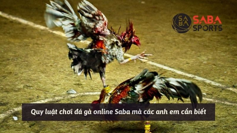 Quy luật chơi đá gà online Saba mà các anh em cần biết